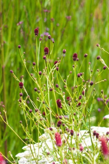 Родовик лікарський `Танна`|Sanguisorba officinalis `Tanna`|Родовик лекарственный `Танна`